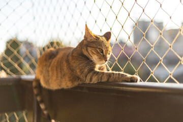 A striped cat sitting on a balcony with safety net