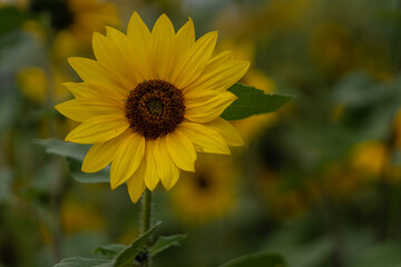 sunflower in the garden