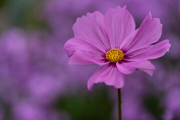 Obraz premium pink cosmos flower