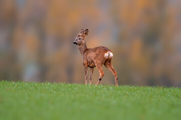 one young roebuck stands on a green field in spring