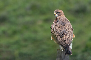 red tailed hawk