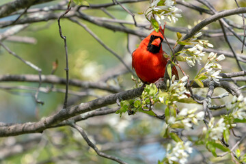cardinal