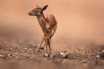 one young red deer doe stands in a forest