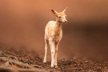 one young fallow deer calf explores the forest
