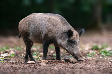 a wild boar in a deciduous forest in autumn