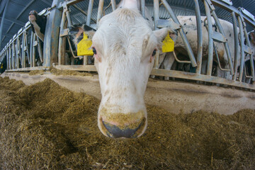 Feedlot of holstein cows and bulls.