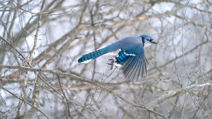 blue jay on a branch