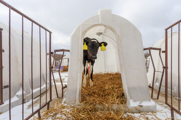 Closeup view of young calf in individual hutch. © Елена Бионышева-Абра
