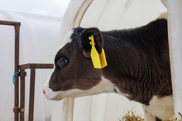 Cow of friesian breed in raising room at dairy farm.