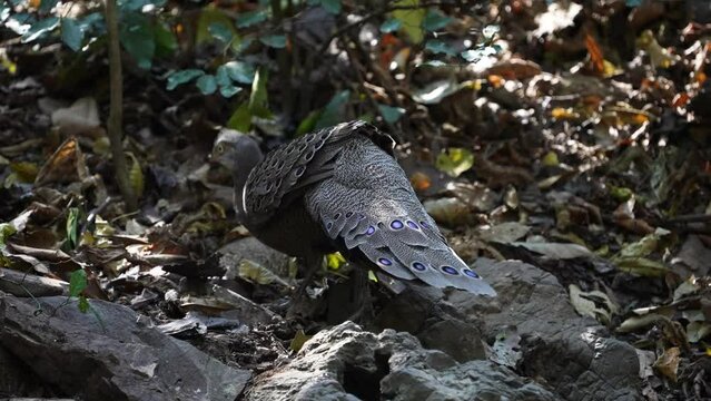 Grey Peacock Pheasant. Scientific Name : Polyplectron bicalcaratum   living on the ground in nature.