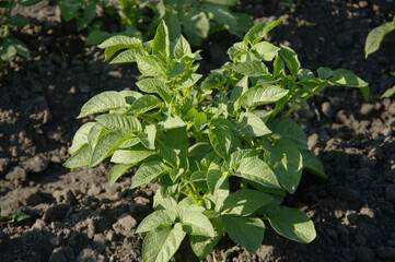 Green bush of young potatoes in the garden.