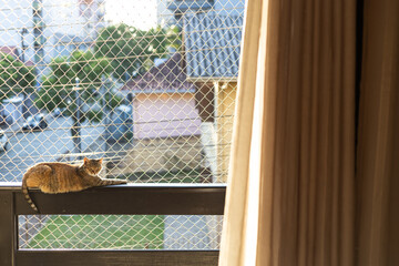 A striped cat sitting on a window sill with protection net in a sunny day. Curtains on the foreground