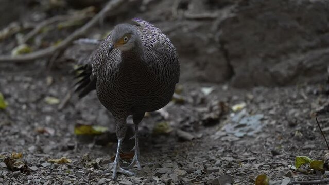 Grey Peacock Pheasant. Scientific Name : Polyplectron bicalcaratum   living on the ground in nature.