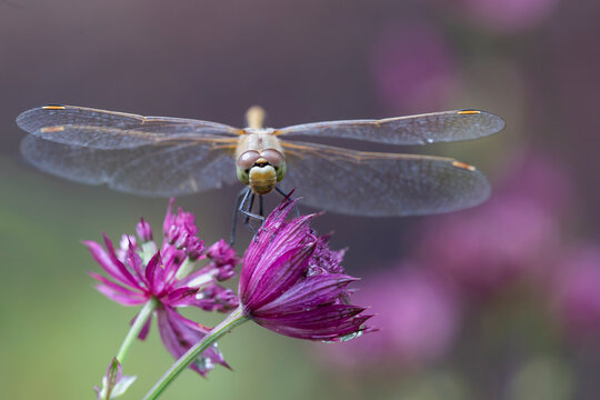 dragonfly on a flower