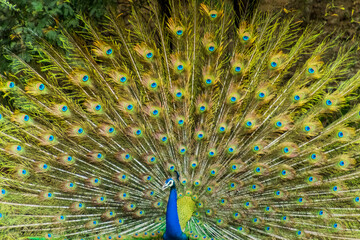 Naklejka premium Close up of a peacock 