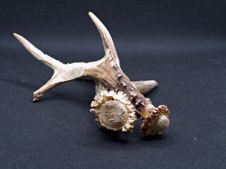Photo of two antlers lying on top of each other on a black background. The antler was found in the forest where it was on the ground