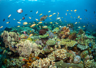 Fototapeta na wymiar Coral reef South Pacific