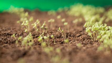 Young seedling of petunia. Green sprout in the ground. Stem and leaf. Plant growth care. Closeup photo