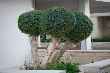 Spherical trimmed crowns of ornamental trees in front of the entrance of a residential building