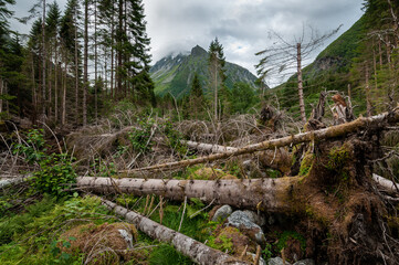 fir trees that have fallen over due to a storm