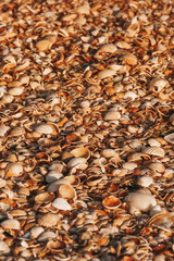 Background from shells. Beautiful summer background. Sea