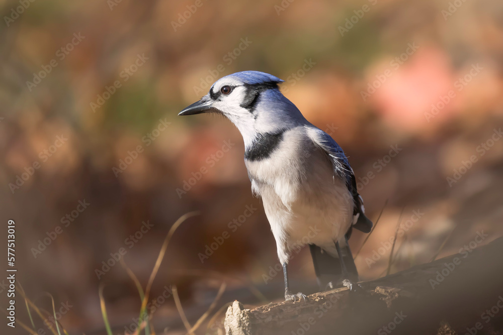 Poster blue jay on the branch