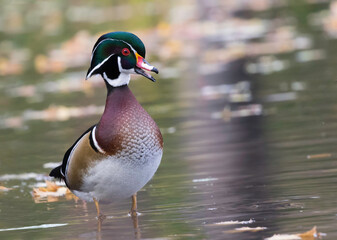 wood duck 