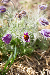 Wild purple flowers anemone spring time nature