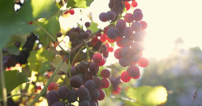 Red ripe wine grapes. Vineyards at sunset, grape harvest