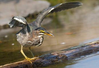 green heron 