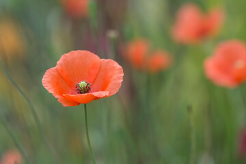 red poppy flower