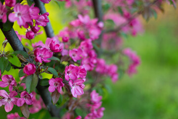 Obraz premium Close up of Spring nature background blooming fruit trees copy space