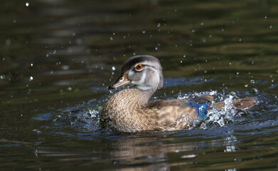 wood duck 