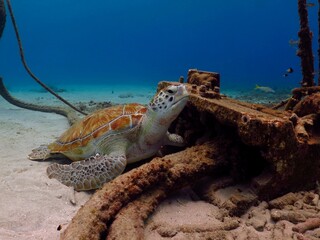 Sea turtle (Chelonia mydas) on the ocean bottom, hiding close to the anchoring point. Underwater...