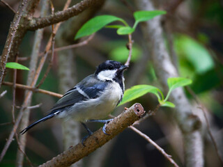 Fototapeta premium Great Tit - Kohlmeise