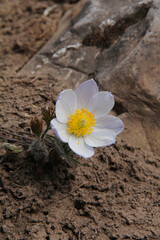A Single White Pasque Flower