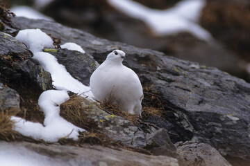 Ptarmigan (Lagopus mutus) Pernice bianca 
