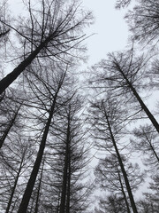 Very tall deciduous trees in silhouette against a dull grey blue sky viewed from below