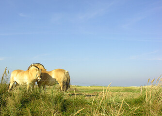 Wild ponies on grassland