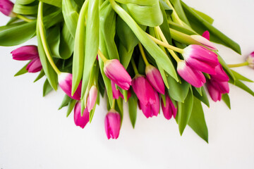 Beautiful pink tulips on a white background