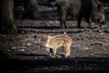 Wildschwein Frischling im Wald