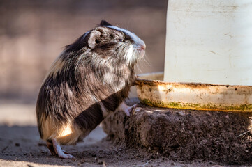 durstiges Meerschweinchen