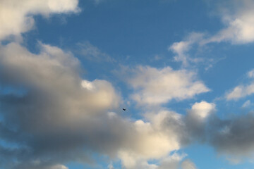 Naklejka na ściany i meble Bird on the background of blue sky and floating clouds