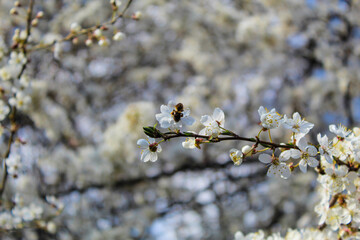 Bee sits on a flower in early spring