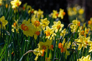 Field of daffodils closeup