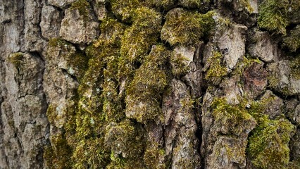 Moss on the bark of a tree, mossy wood in the forest