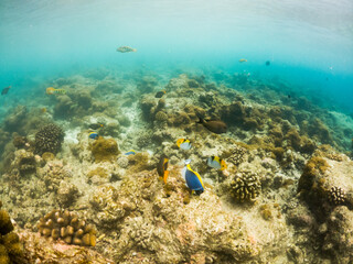 corals and tropical fish underwater sea life