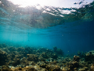 Fototapeta na wymiar corals and tropical fish underwater sea life