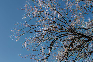 Tree branches covered in ice