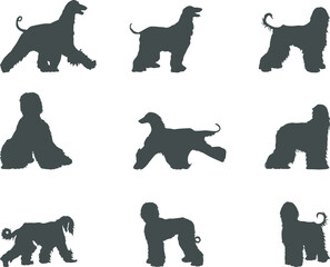 Afghan hound dog silhouettes, Afghan hound silhouettes, Afghan hound SVG